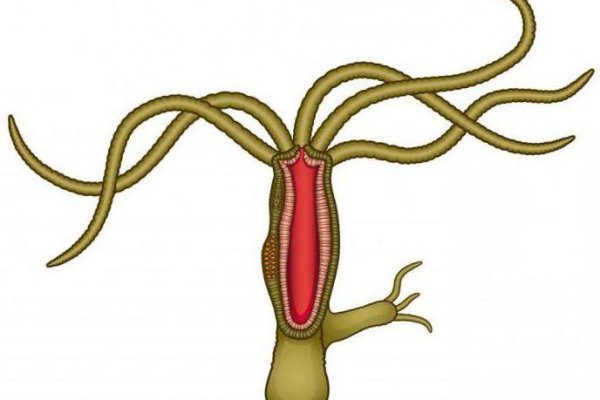 Kraken адрес onion