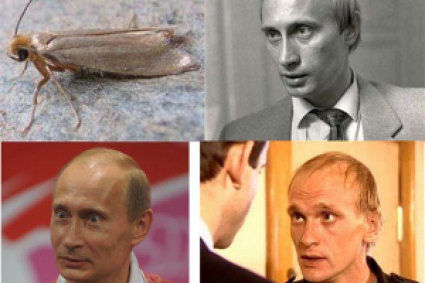 Где найти рабочую ссылку на кракен